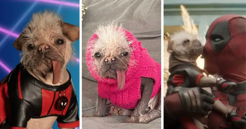 From UK’s ugliest dog to movie star: Meet Dogpool, Deadpool & Wolverine’s best character